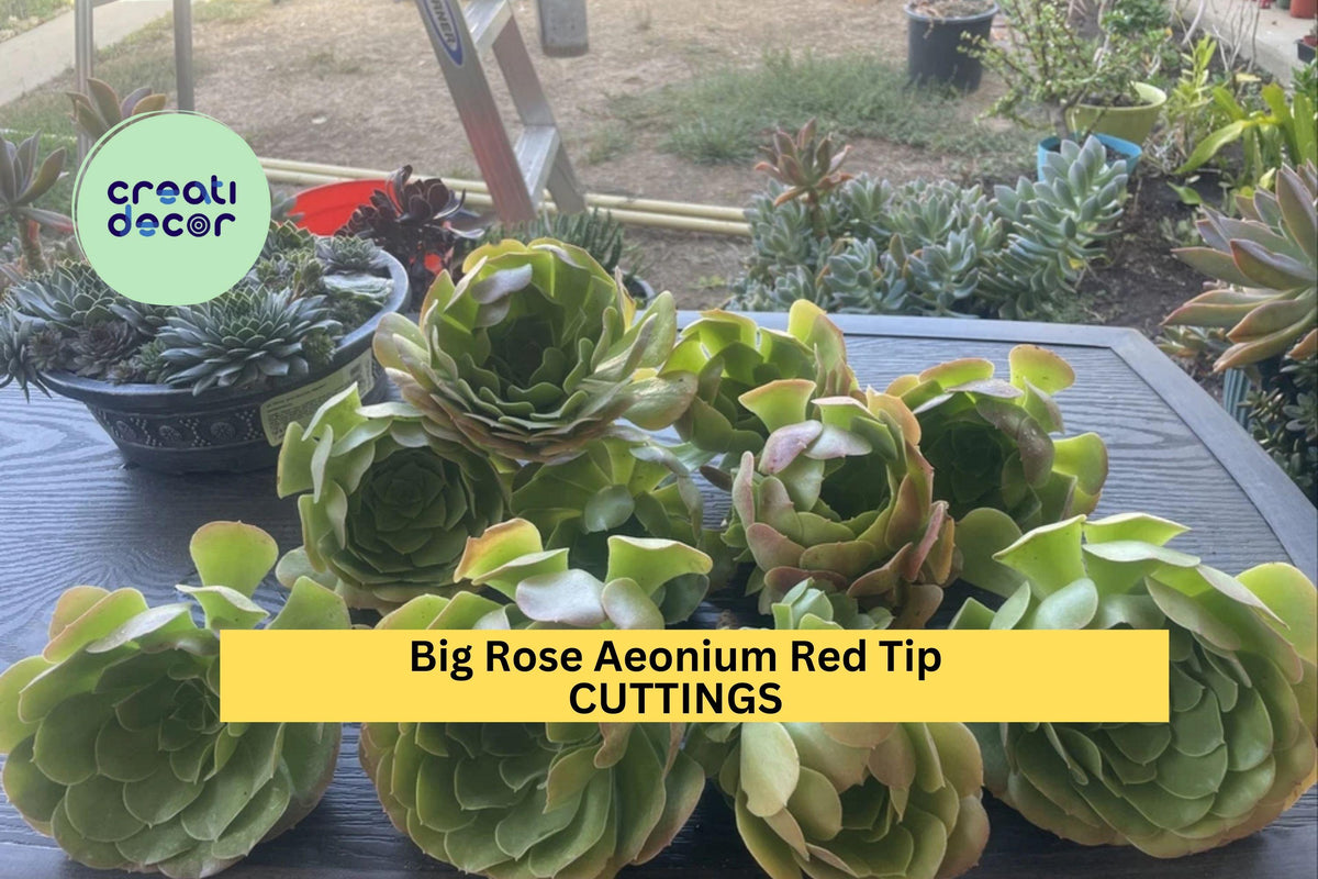 10 Rose Aeonium Succulent Cuttings – 6-8" Rosettes with Red Tips, Unrooted Aeonium arboreum Clippings for Pots, Gardens, Landscapes