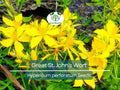 200 Seeds Great St. John's Wort Herb Seeds, Hypericum Perforatum, Yellow Perennial Flower, Non-GMO, Easy-Grow for Gardens