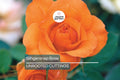 Gingersnap Rose, Floribunda, Bright Orange Bloom, Reblooming, Fragrant, 1.5-Gallon Potted Rosa 'Arosnap'