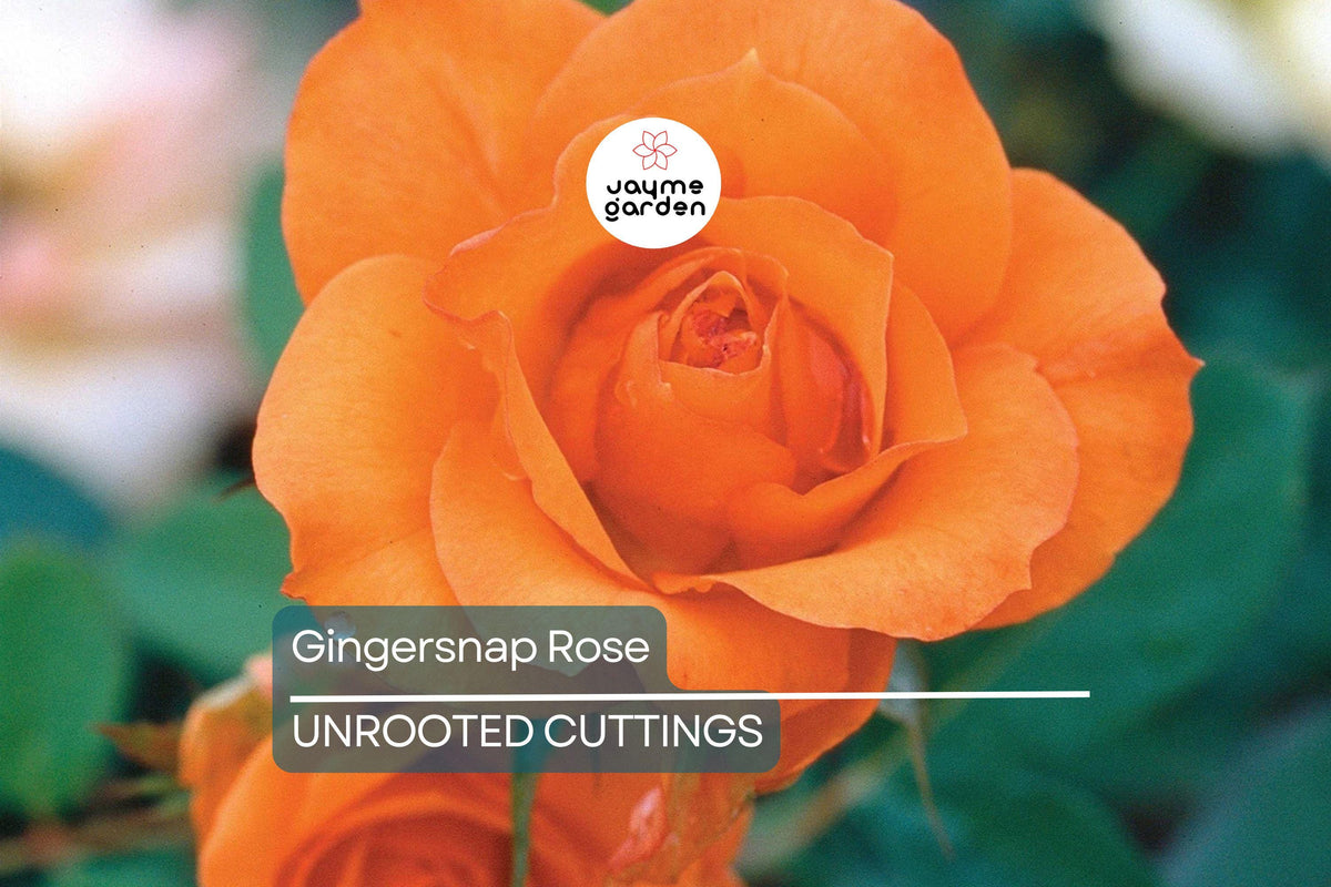 Gingersnap Rose, Floribunda, Bright Orange Bloom, Reblooming, Fragrant, 1.5-Gallon Potted Rosa 'Arosnap'