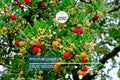 Strawberry Tree Seeds, Arbutus unedo, Edible Red Berries, Four-Season Evergreen Shrub, USDA Zones 8-11, Ornamental Compact Plant