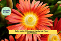 10 Ruby Ice Plant Cuttings | Drought-Tolerant Succulent Ground Cover | Delosperma cooperi | Fast-Growing, Low-Maintenance