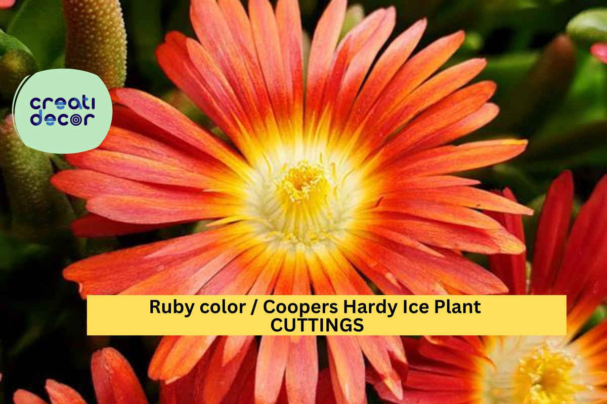 10 Ruby Ice Plant Cuttings | Drought-Tolerant Succulent Ground Cover | Delosperma cooperi | Fast-Growing, Low-Maintenance