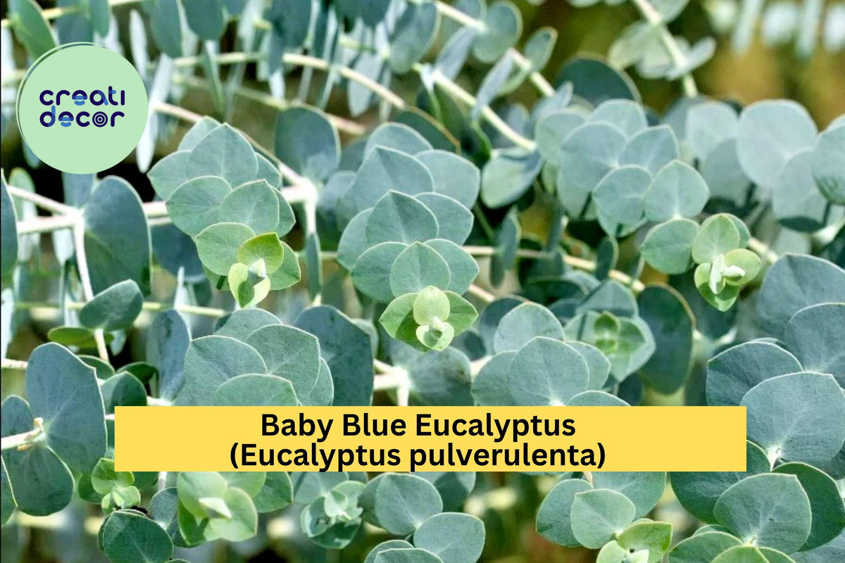 Baby Blue Eucalyptus Plant – 10–12" Live Eucalyptus pulverulenta with Silver-Blue Foliage for Garden, Patio, Floral Arrangements