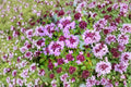 Wild Thyme Seeds – Thymus pulegioides, Hardy Perennial Herb, Fragrant Ground Cover, Pollinator Friendly, Drought Tolerant