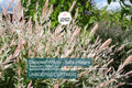 Dappled Willow Cutting Salix integra 'Hakuro Nishiki' Variegated Foliage Garden Shrub