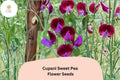 50+ Cupani Sweet Pea Seeds | Fragrant Purple Bicolor Climbing Annual Flowers | Lathyrus odoratus