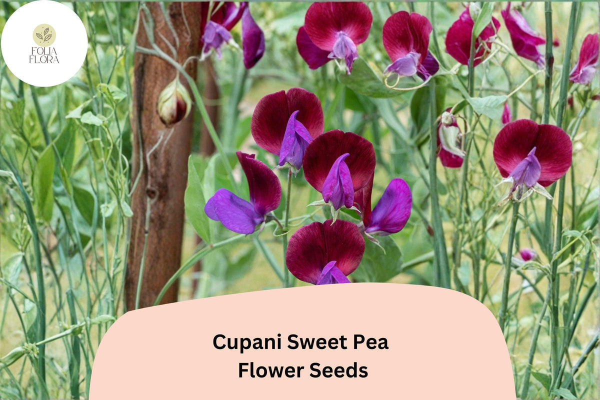 50+ Cupani Sweet Pea Seeds | Fragrant Purple Bicolor Climbing Annual Flowers | Lathyrus odoratus