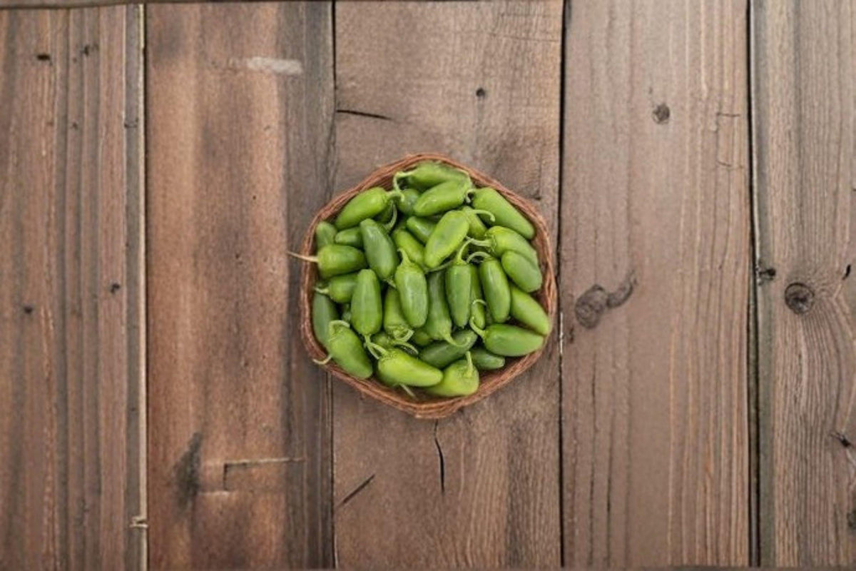 Early Jalapeño Pepper Seeds – Medium Heat, Compact, Non-GMO, Capsicum annuum, Perfect for Salsas & Pickling