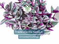 3 Unrooted Tradescantia Nanouk Cuttings – Pink Wandering Jew, Colorful Indoor Houseplant, Propagate Pink Spiderwort, Rare Variegated Foliage