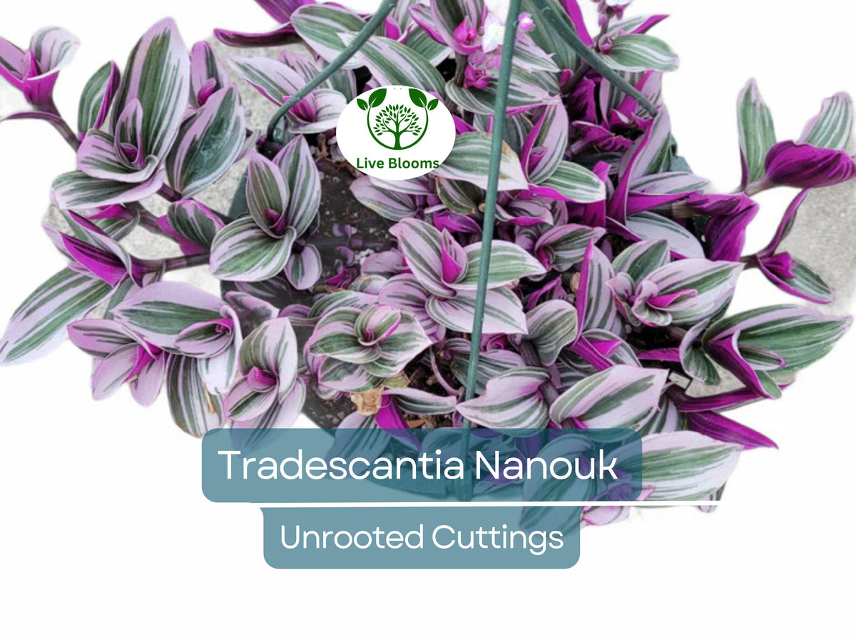 3 Unrooted Tradescantia Nanouk Cuttings – Pink Wandering Jew, Colorful Indoor Houseplant, Propagate Pink Spiderwort, Rare Variegated Foliage