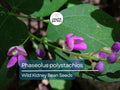 Wild Kidney Bean Seeds | Edible Native Climbing Vine | Phaseolus Polystachios | Drought-Tolerant Pollinator-Friendly Plant