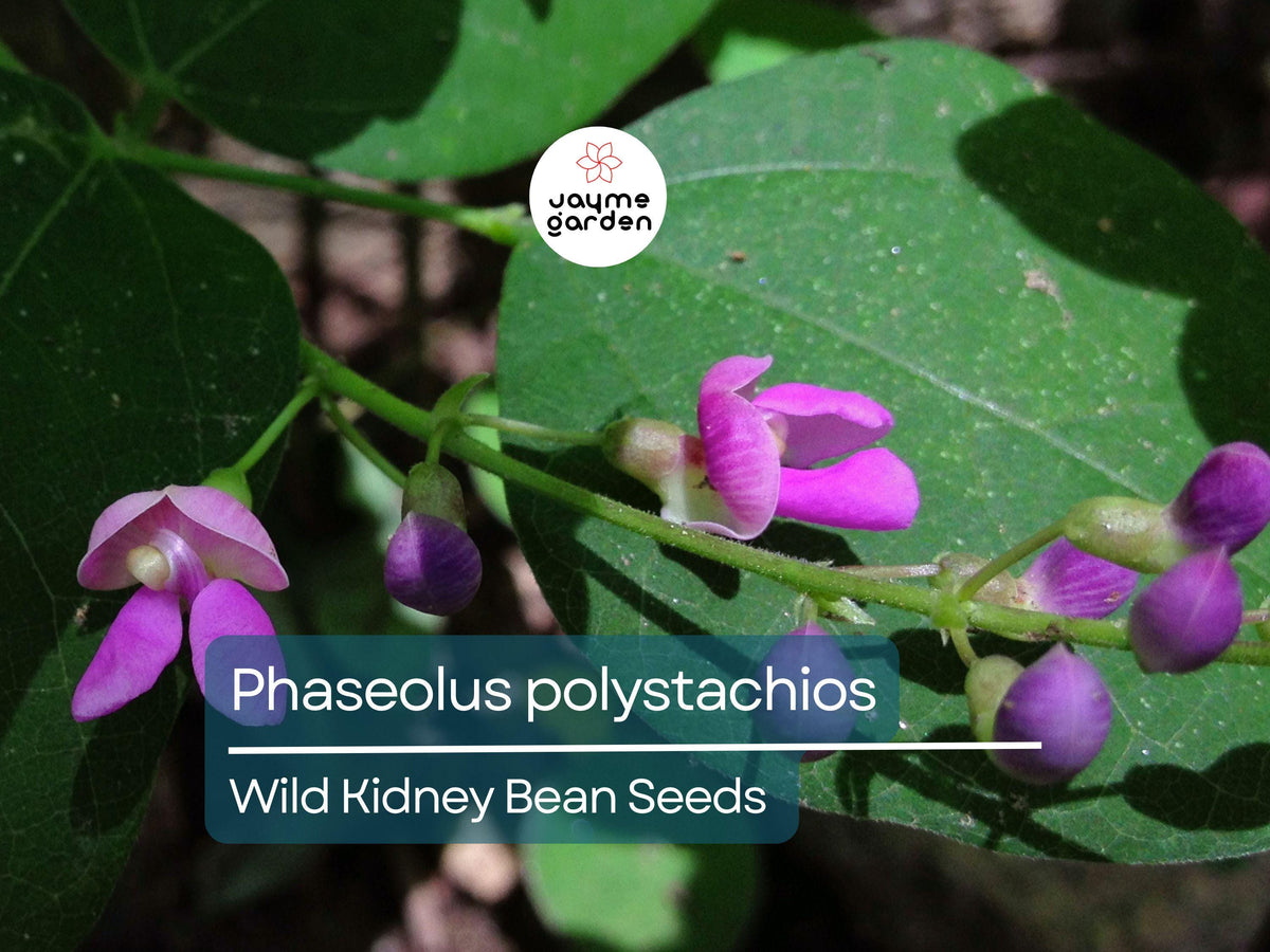 Wild Kidney Bean Seeds | Edible Native Climbing Vine | Phaseolus Polystachios | Drought-Tolerant Pollinator-Friendly Plant