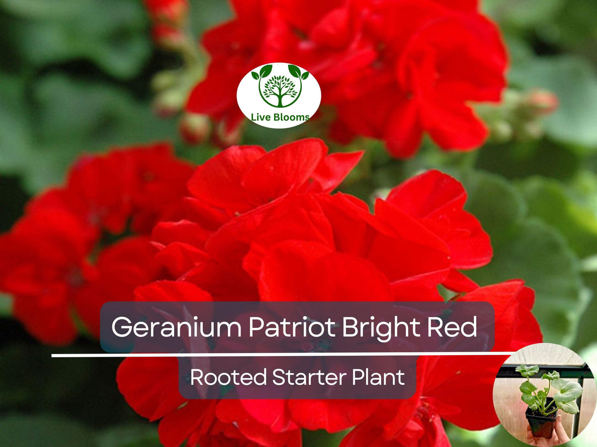 Geranium Patriot Bright Red Plug - Zonal Pelargonium × hortorum Live Plant for Containers & Garden Beds