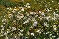 False Aster Seeds – Boltonia asteroides Native Perennial for Pollinator Gardens, Meadow & Wetland Restoration, 500 Seeds