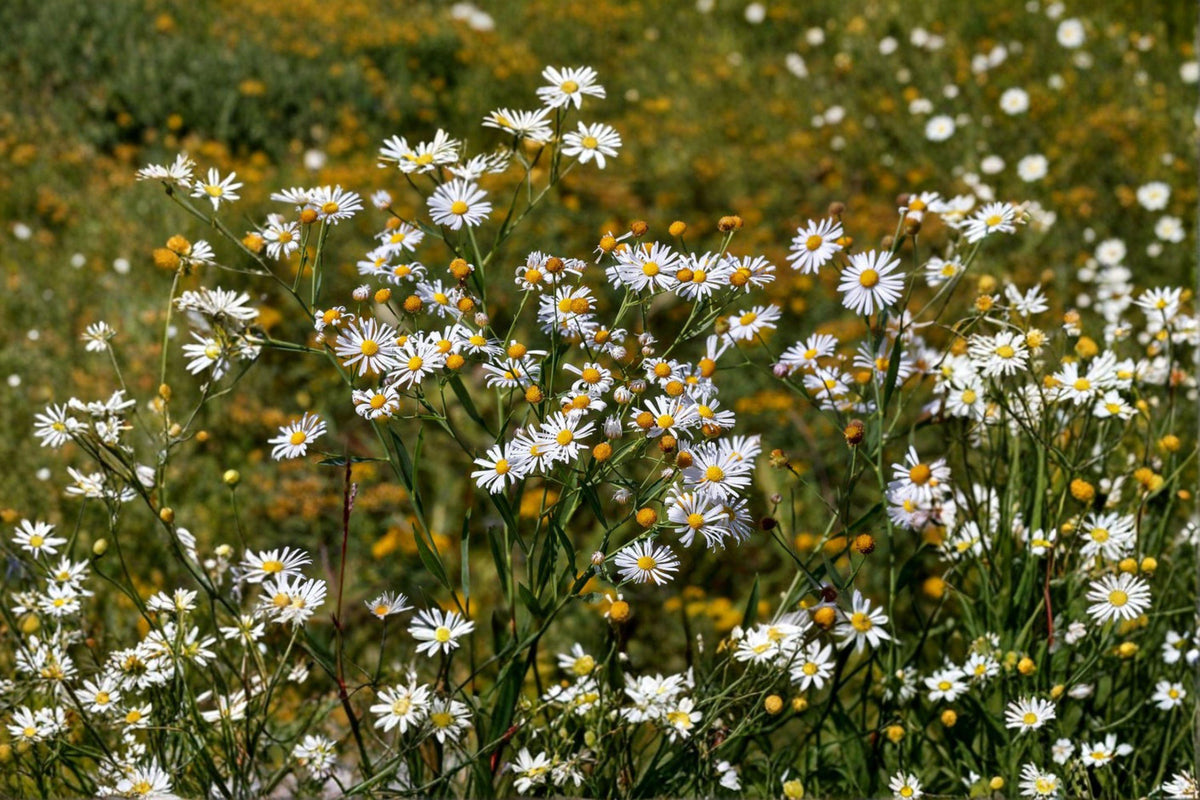 False Aster Seeds – Boltonia asteroides Native Perennial for Pollinator Gardens, Meadow & Wetland Restoration, 500 Seeds