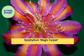 Epiphyllum ‘Magic Carpet’ Live Orchid Cactus Hybrid, Bright Multi-Color Blooms, Trailing Tropical Houseplant, Fully Rooted Starter Plant