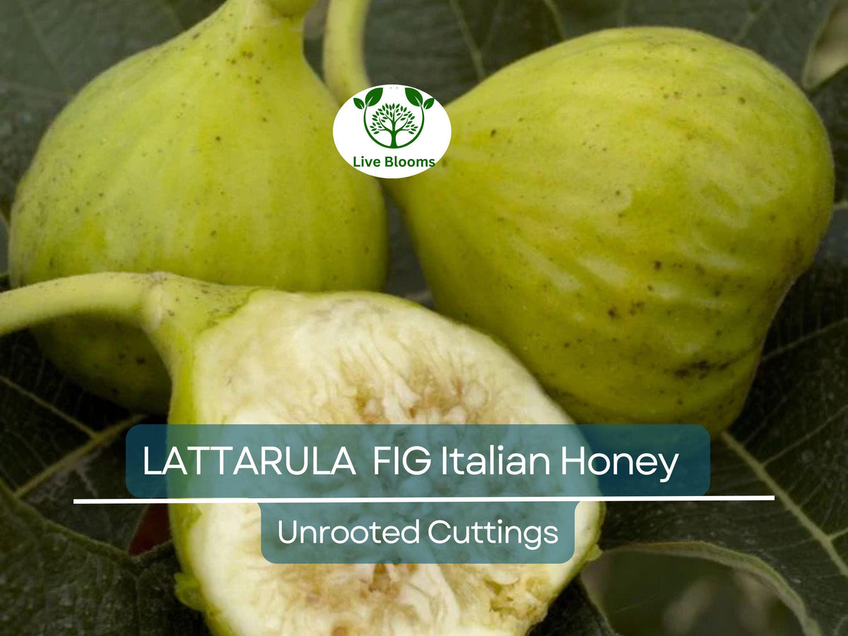 Fig Lattarula Unrooted Cuttings – 6-8 Inch Italian Honey Fig Tree Propagation, Ficus carica, Sweet Fruit, Home Orchard, Container Gardening