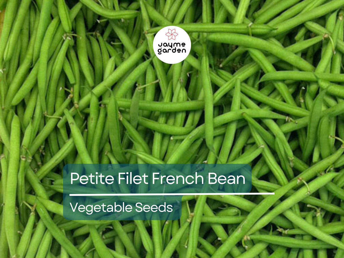Petite Filet French Bean Seeds – Heirloom Non-GMO, Tender & Crisp Green Beans, Phaseolus vulgaris, 5g Pack