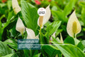 Peace Lily Live Plant | 10-12 Inches Tall | White Flowers | Indoor/Outdoor | Air Purifying Houseplant | Spathiphyllum