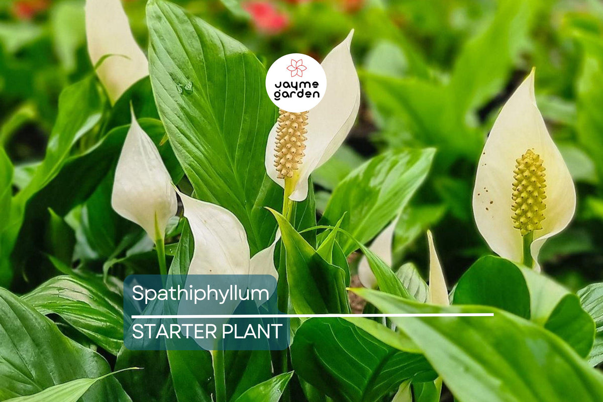 Peace Lily Live Plant | 10-12 Inches Tall | White Flowers | Indoor/Outdoor | Air Purifying Houseplant | Spathiphyllum