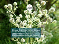 250 Seeds Eryngium Yuccifolium Rattlesnake Master Perennial Drought-Tolerant Native Plant for Pollinator Gardens