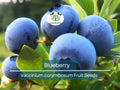 100 Blueberry Seeds Dwarf Top Hat Vaccinium corymbosum Compact Edible Fruit for Small Gardens