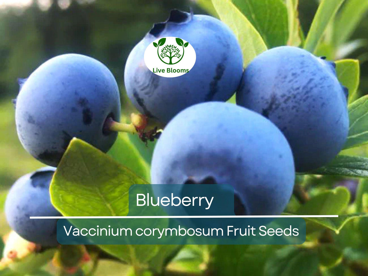 100 Blueberry Seeds Dwarf Top Hat Vaccinium corymbosum Compact Edible Fruit for Small Gardens