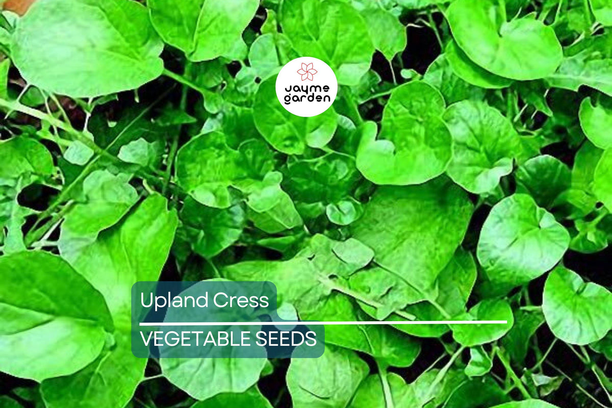 4000 Upland Cress Seeds – Heirloom, Non-GMO, Fast-Growing Leafy Greens, Creasy Greens, Barbarea verna, Cold-Hardy Salad Greens