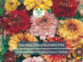 100 Painted Daisy Dunetti Mix Seeds – Chrysanthemum coccineum Heirloom Perennial, Colorful Blooms, Pollinator-Friendly, Non-GMO