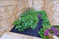 Okinawa Spinach Cuttings – Gynura bicolor Leafy Herbaceous Plant, 5–6 Inch Unrooted Stems for Propagation and Garden