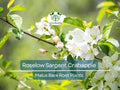 Crabapple Tree Bare Root 8-10" Roselow Sargent Malus sargentii Spring Blooms Ornamental Wildlife-Friendly