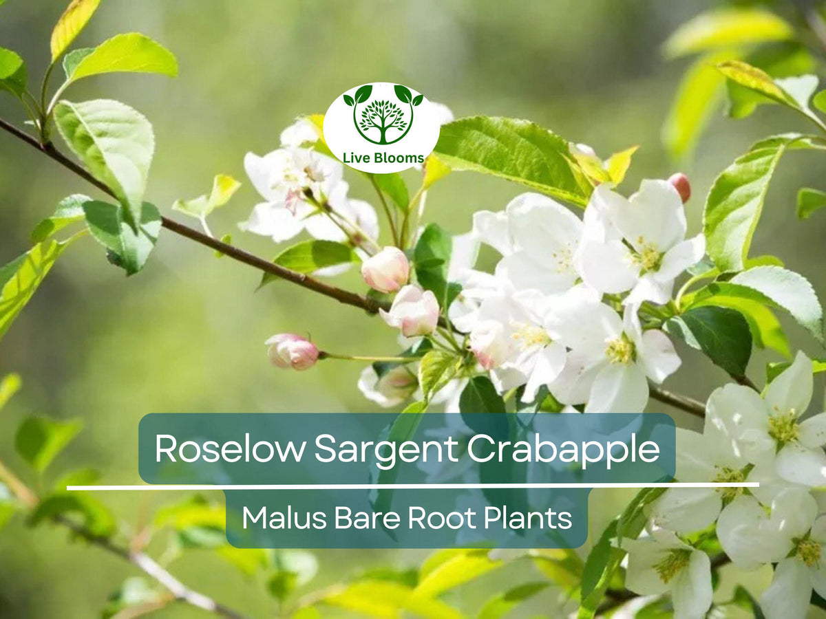 Crabapple Tree Bare Root 8-10" Roselow Sargent Malus sargentii Spring Blooms Ornamental Wildlife-Friendly