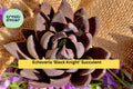 Echeveria Black Knight Succulent – Bare Root Dark Rosette Plant for Indoor Pots, Terrariums & Home Decor