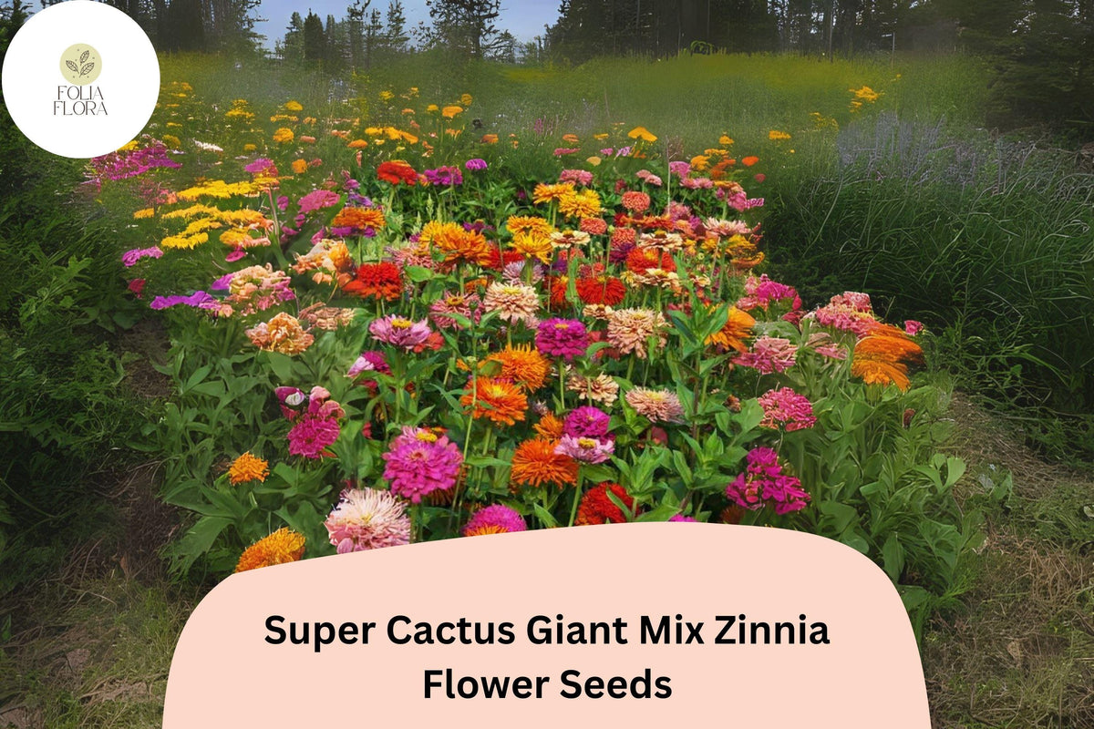 Super Cactus Zinnia Seeds – Large Frilled Blooms, Vibrant Colors, Tall Growth, Zinnia elegans, Non-GMO Annual Flowers