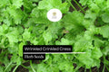 500 Seeds Wrinkled Crinkled Cress Microgreen Seeds – Tangy, Nutritious Herb for Salads & Sandwiches (Lepidium sativum)