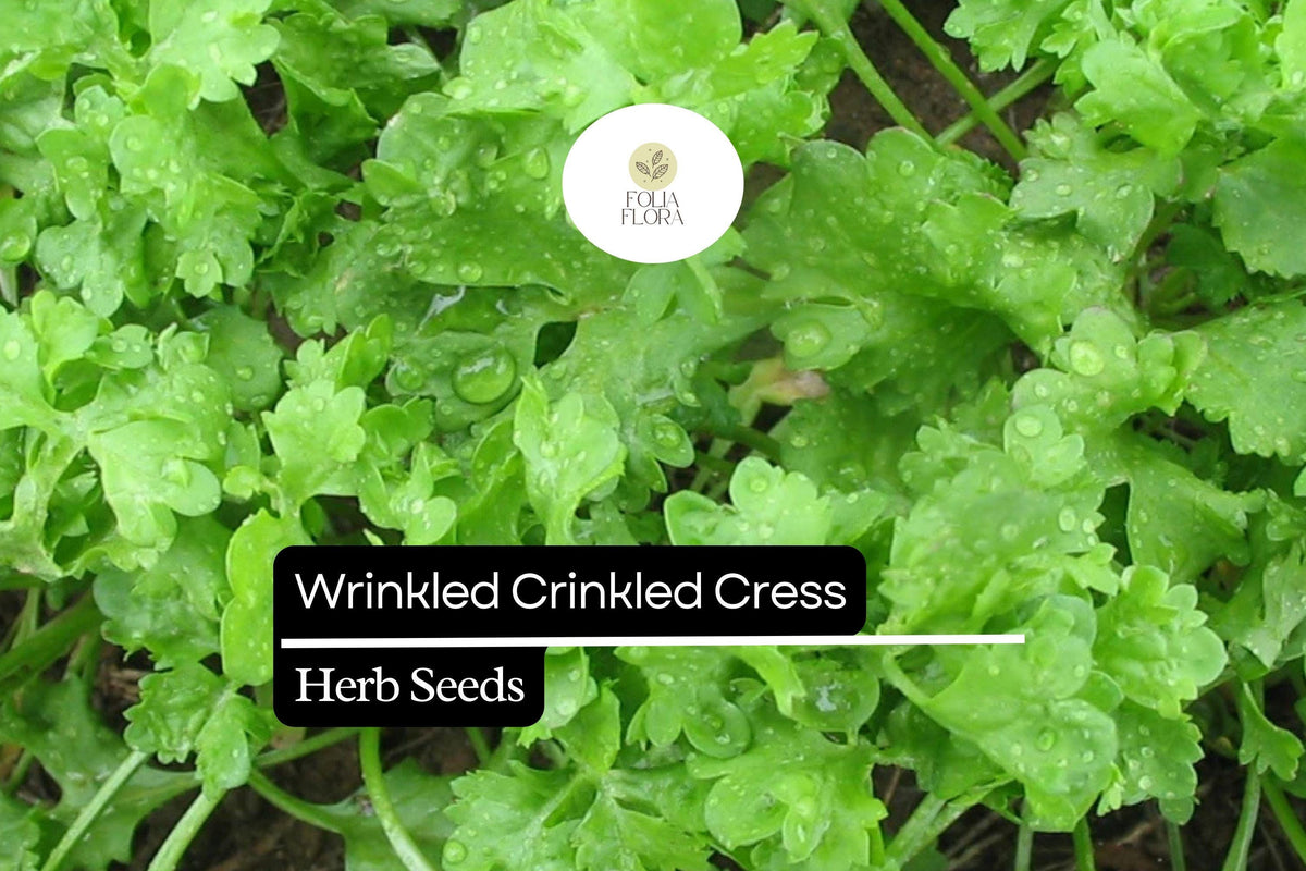 500 Seeds Wrinkled Crinkled Cress Microgreen Seeds – Tangy, Nutritious Herb for Salads & Sandwiches (Lepidium sativum)