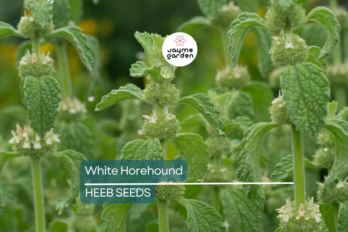 White Horehound Herb Seeds – 500 Seeds for Tea, Candies, Remedies | Marrubium vulgare | Perennial Herb