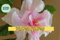 Pride of Hankins White Hibiscus Rooted Tropical Starter Plant – Triple White Blooms, Garden & Patio Flower, Hibiscus rosa-sinensis