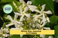 5 Star Jasmine Cuttings | Fragrant White Flower Vine Starter | Unrooted Plant Cuttings for Garden Trellis or Container Growing