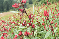 Roselle Hibiscus Sabdariffa Seeds | Edible Tropical Plant for Garden & Culinary Use | Asian Sour Leaf Seeds