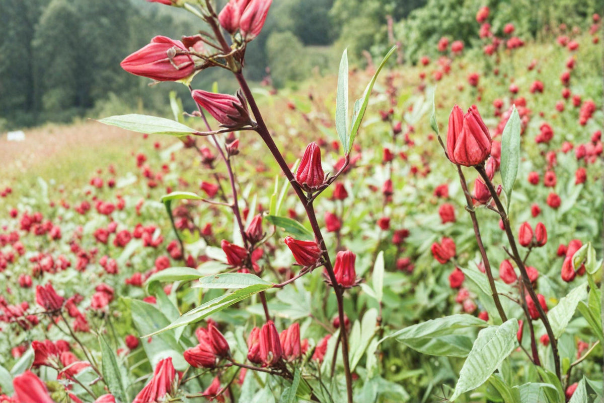 Roselle Hibiscus Sabdariffa Seeds | Edible Tropical Plant for Garden & Culinary Use | Asian Sour Leaf Seeds