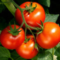 Celebrity Tomato Live Plants – 2 Pack, Slicer, Disease-Resistant, Solanum lycopersicum