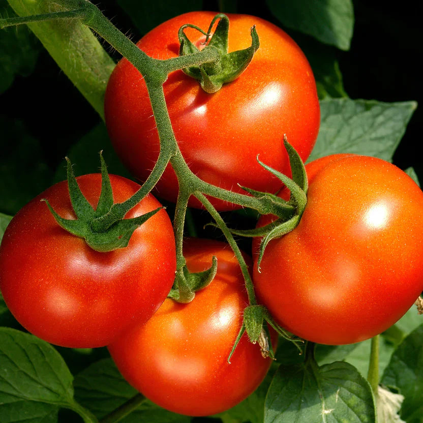 Celebrity Tomato Live Plants – 2 Pack, Slicer, Disease-Resistant, Solanum lycopersicum