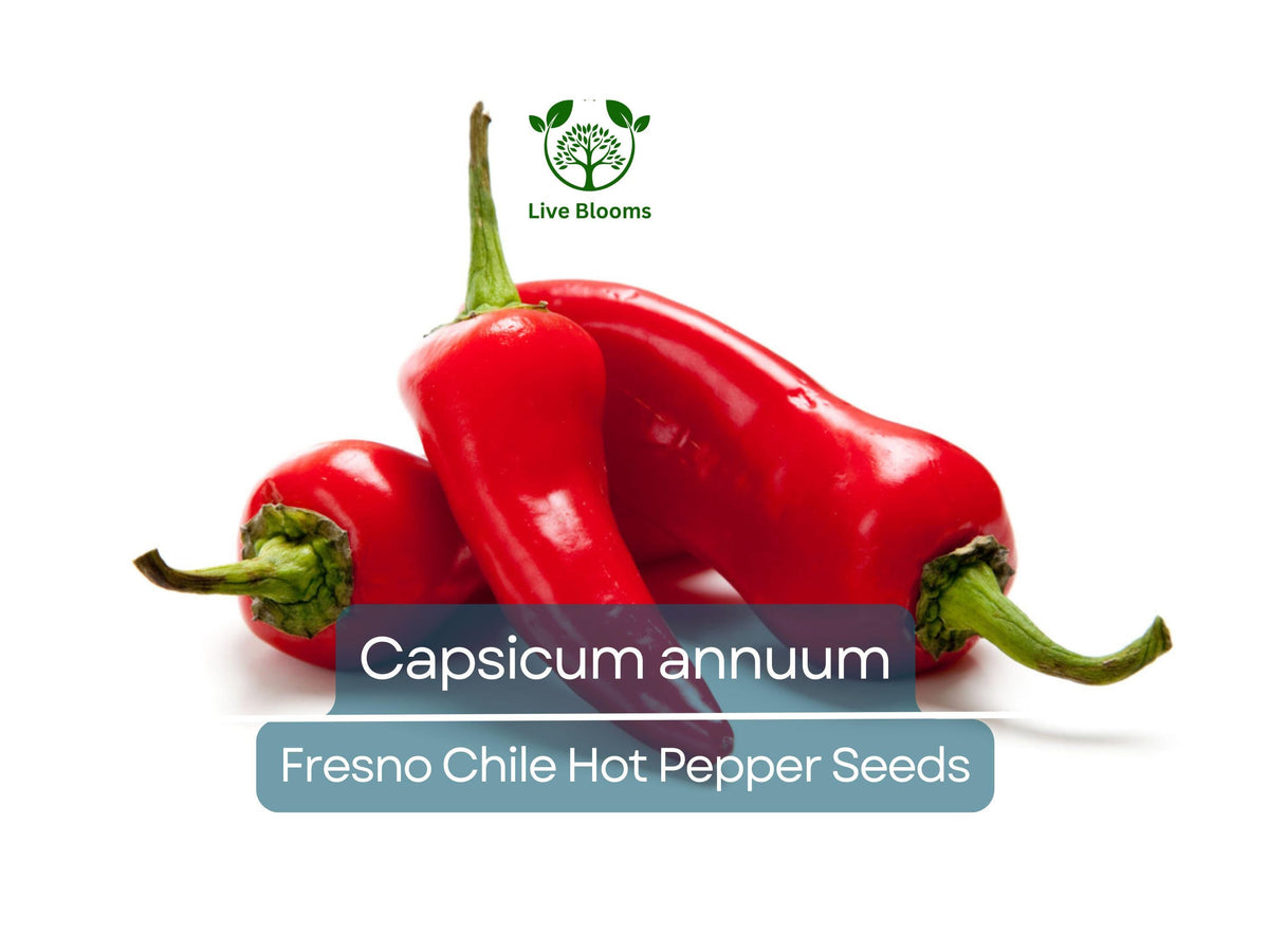 250 mg Fresno Chile Hot Pepper Seeds – Capsicum annuum, Heirloom, Spicy, for Salsas & Cooking
