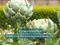 Green Globe Artichoke Seeds - Heirloom Cynara scolymus for Gardening & Culinary Use, Large Tender Buds, 10 Seeds