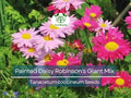Painted Daisy Seeds | Robinson's Giant Mix Perennial Flower Seeds | Non-GMO, Long-Lasting, Easy to Grow, Vibrant Cut Flowers