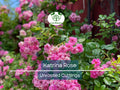 Peggy Martin Rose Cuttings 5 Unrooted 7-8” Hardy Climbing Rose of Katrina Pink Blooms Disease-Resistant Garden Plant