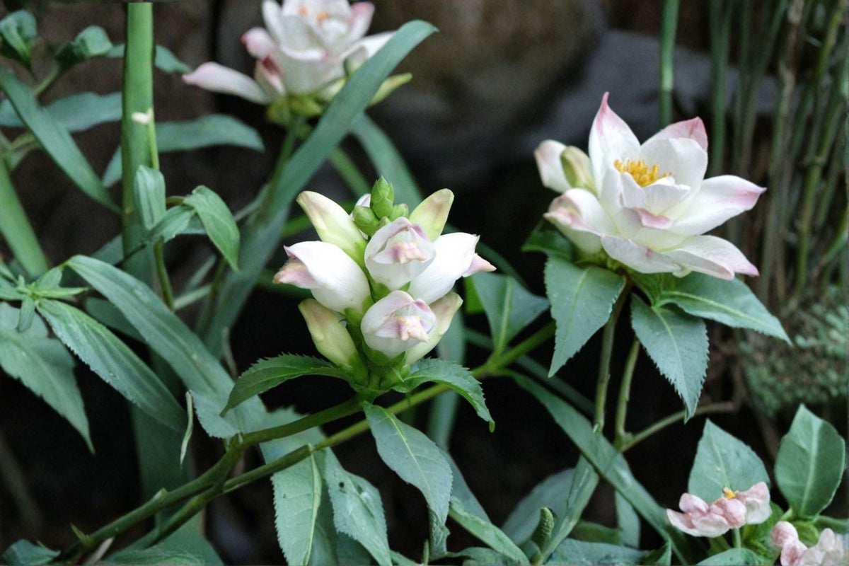 White Turtlehead Seeds, Chelone glabra, Native Pollinator Perennial, Moist Shade Garden Plant, 50 Seeds