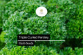 1000 Seeds Triple Curled Parsley Herb Seeds, Vibrant Green, Petroselinum crispum, Culinary & Ornamental Use